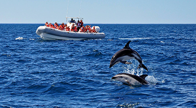 Avistaje de delfines embarcado