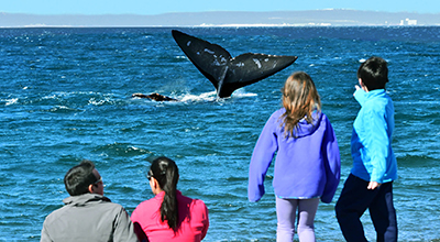 Avistaje de ballenas desde la costa en Playa El Doradillo - Puerto Madryn - Chubut