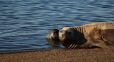 Lobos marinos de un pelo en la costa de Punta Loma - Puerto Madryn