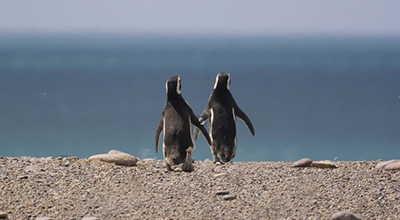 Pinguinos en Punta Tombo