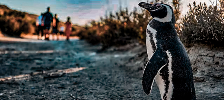 Vista de pinguino en Estancia el Pedral