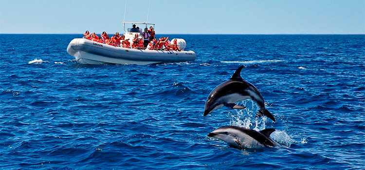 Avistaje de delfines