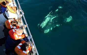 Avistaje de ballenas