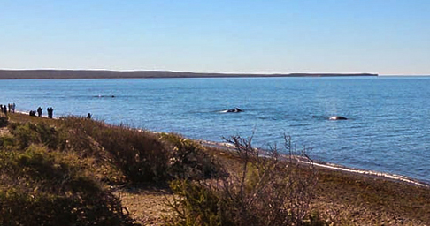Avistaje de ballenas desde la playa el Doradillo