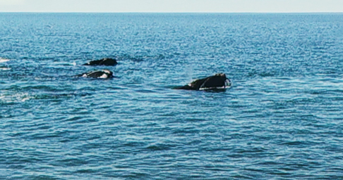 Avistaje de ballenas desde la playa el Doradillo