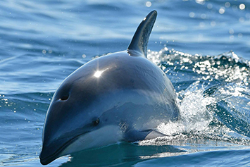 Delfines en Puerto Madryn