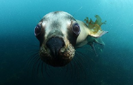 Avistaje de ballenas