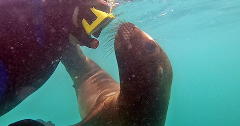 Snorkelling con lobo marino